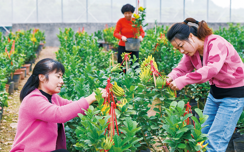 佛手豐收促增收